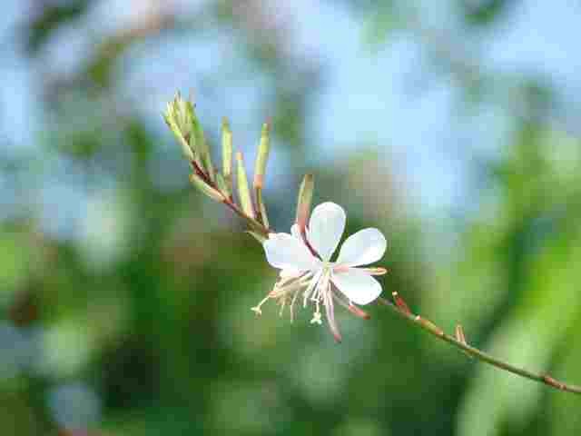 bijela gaura